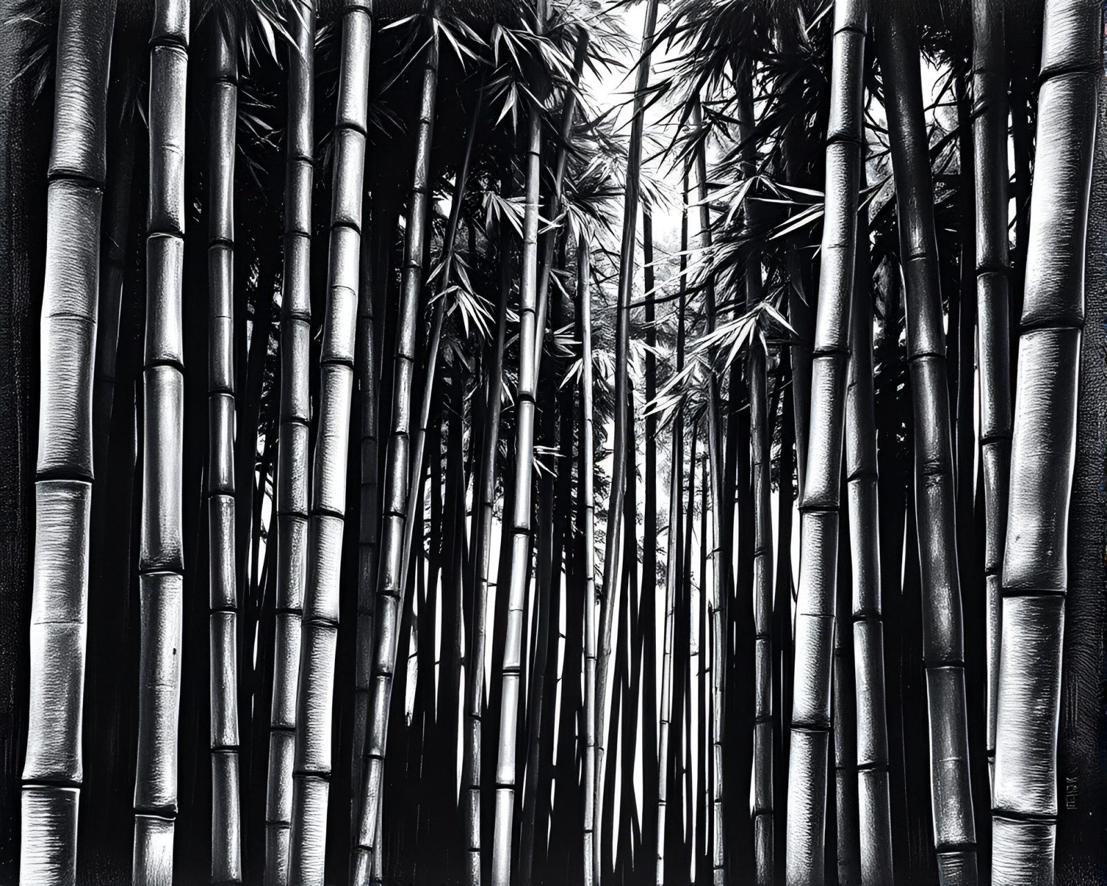 Monochrome image of bamboo grove with glossy highlights