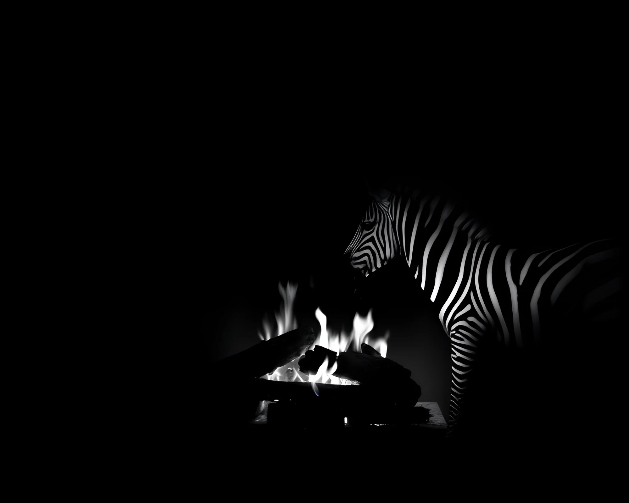 Zebra Stripes in Noir