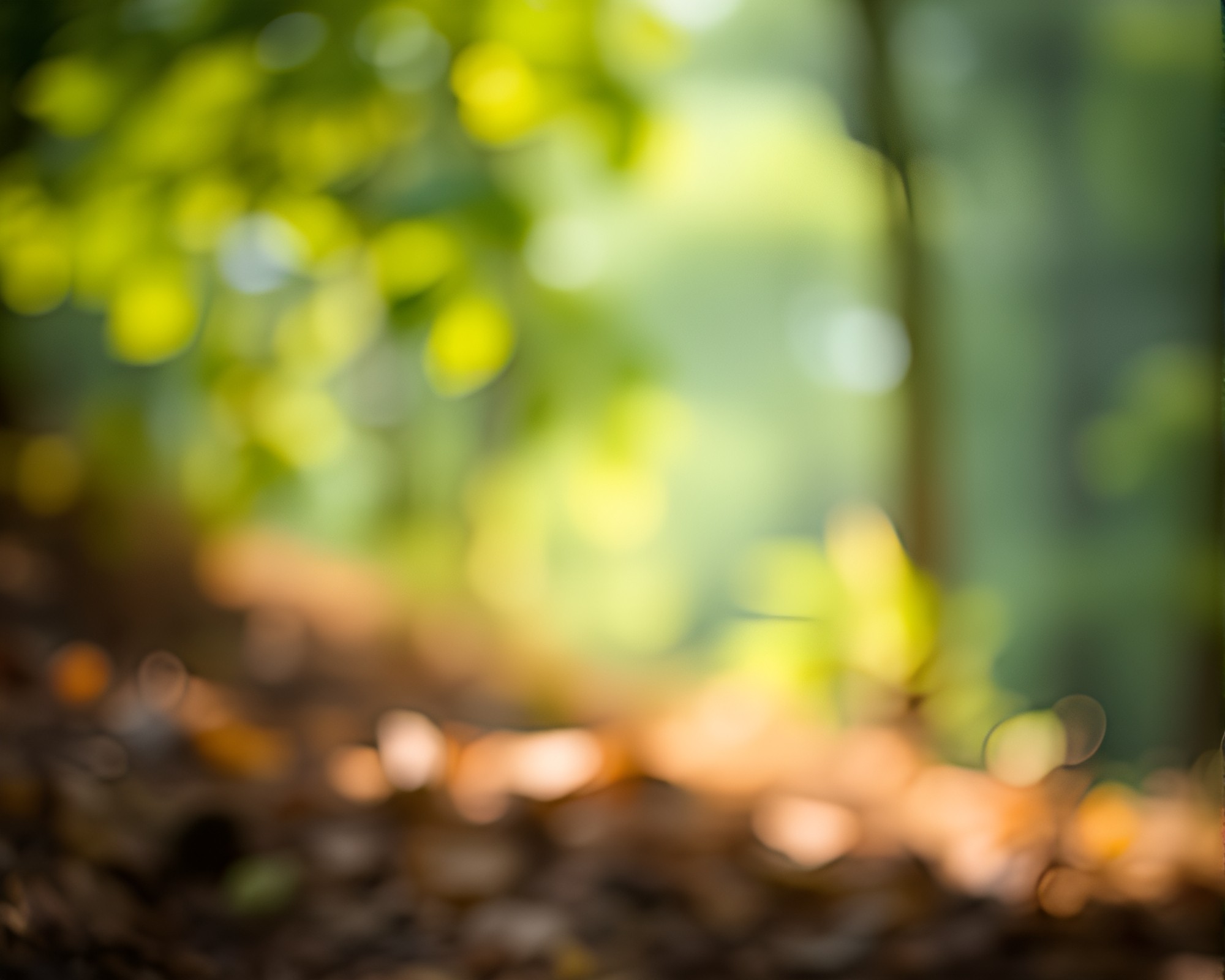 Enchanting Forest Sloth in Impasto Style – free AI stock image