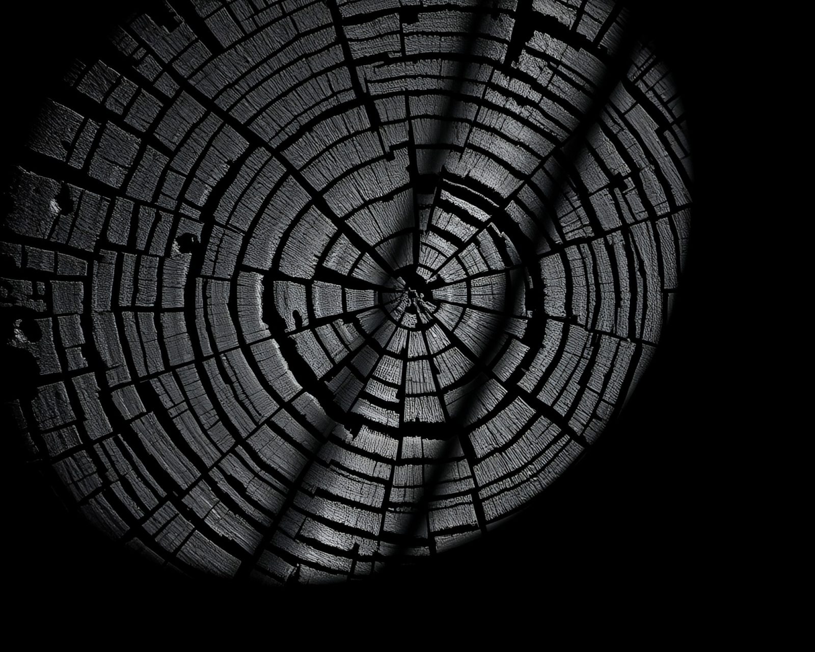 Detailed tree ring pattern under microscope in attic lighting